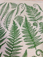 Load image into Gallery viewer, ELAN TRANSFERS UNDERGLAZE DECAL  - JUNGLE FERNS
